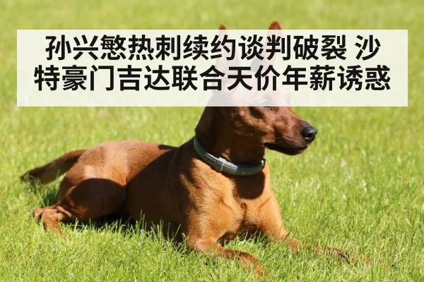 孙兴慜热刺续约谈判破裂 沙特豪门吉达联合天价年薪诱惑