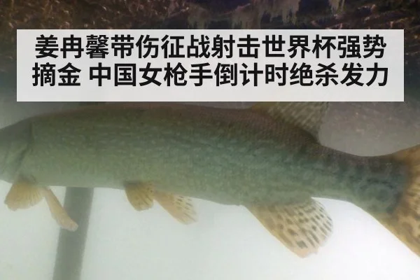 姜冉馨带伤征战射击世界杯强势摘金 中国女枪手倒计时绝杀发力